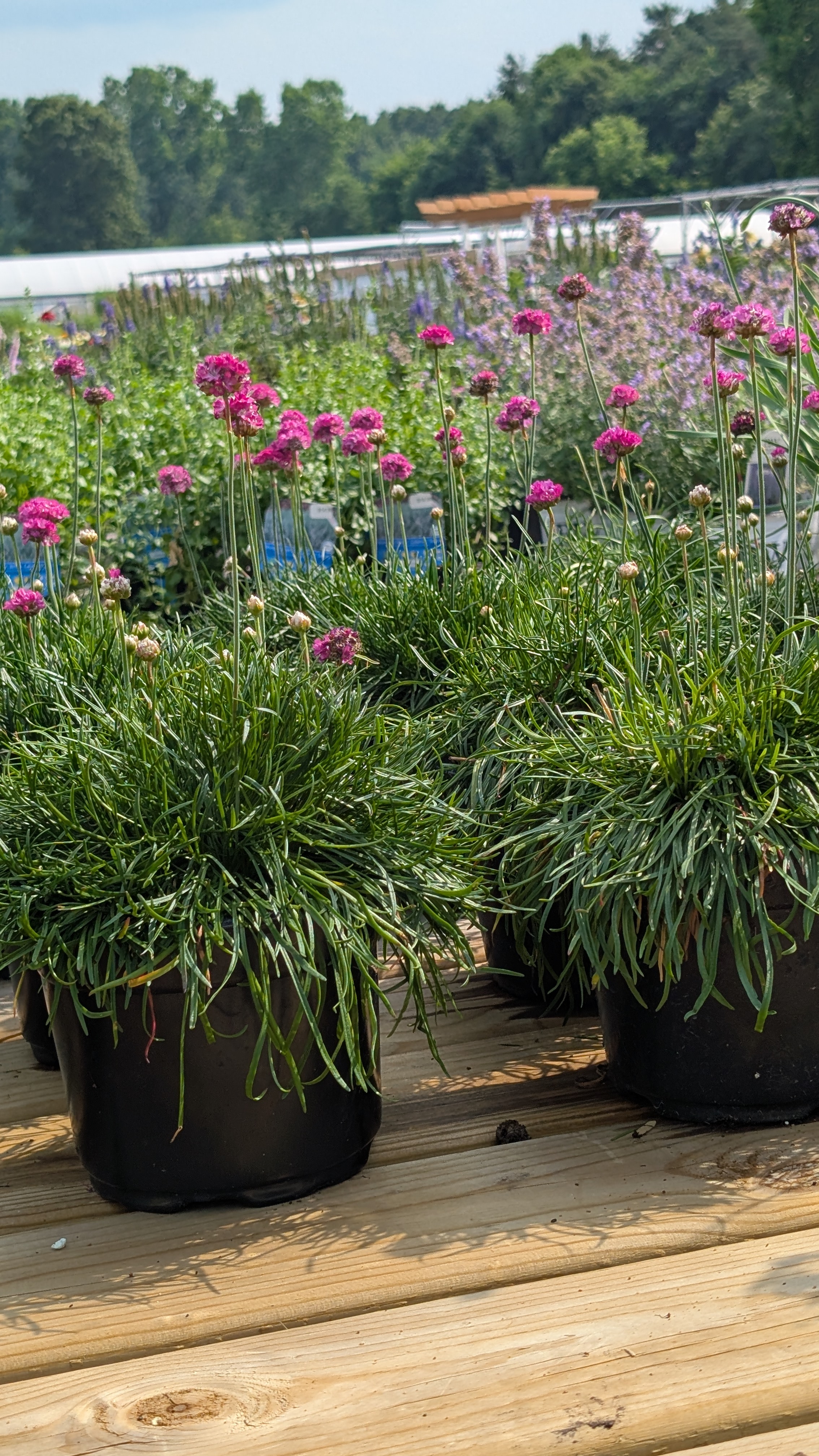 Perennial plants in black pots stretching to the horizon.