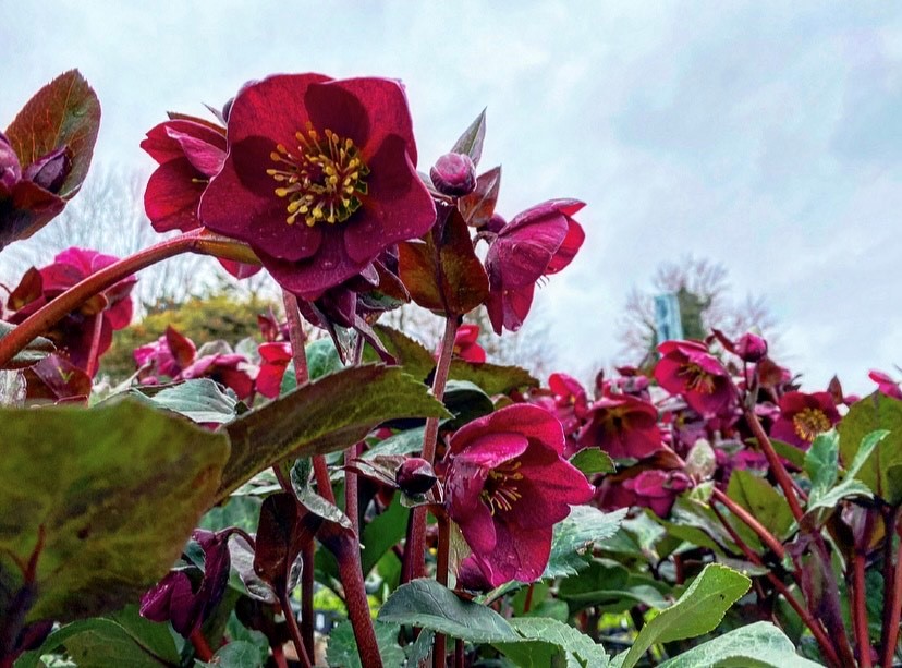 hellebores.jpg