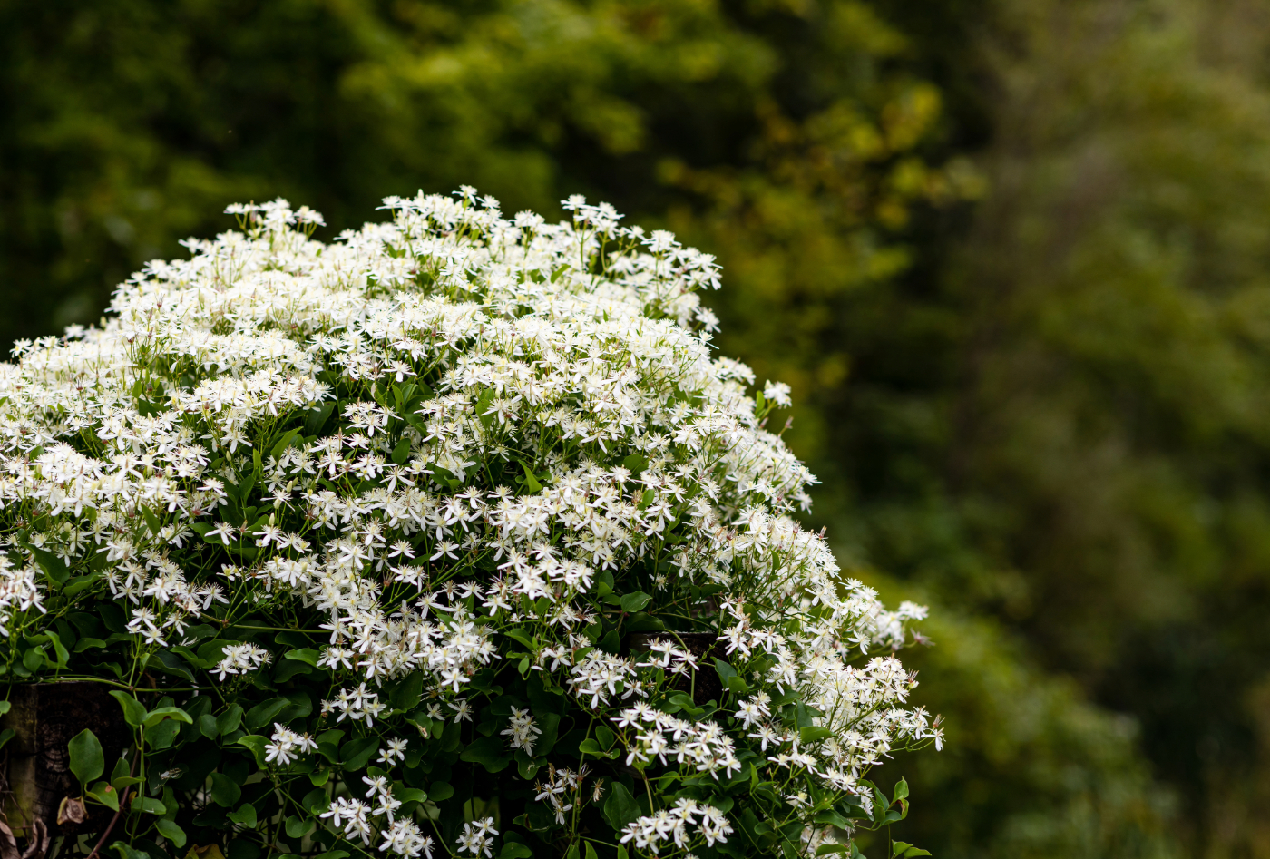 sweet autumn clematis.jpeg