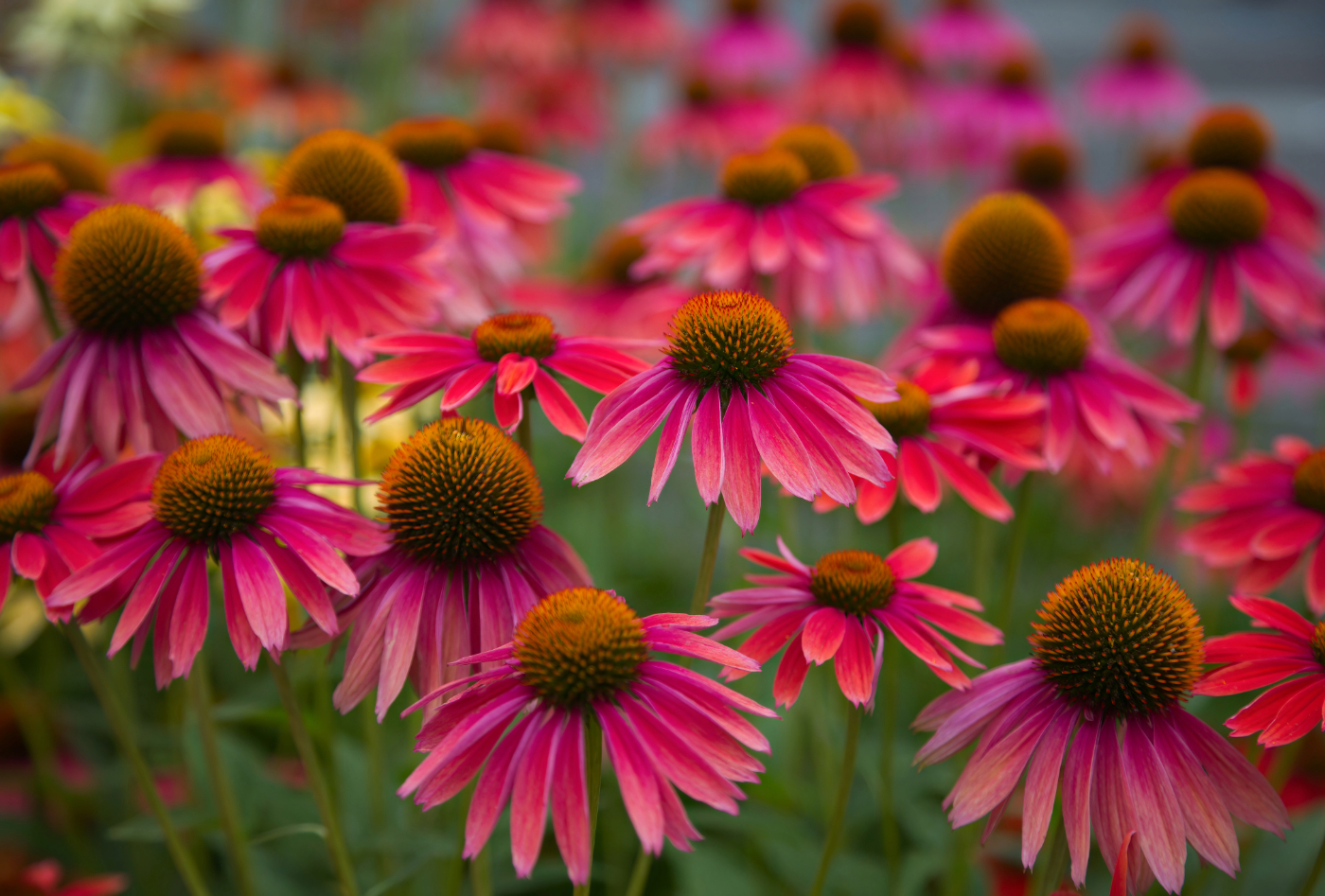 echinacea (1).jpeg