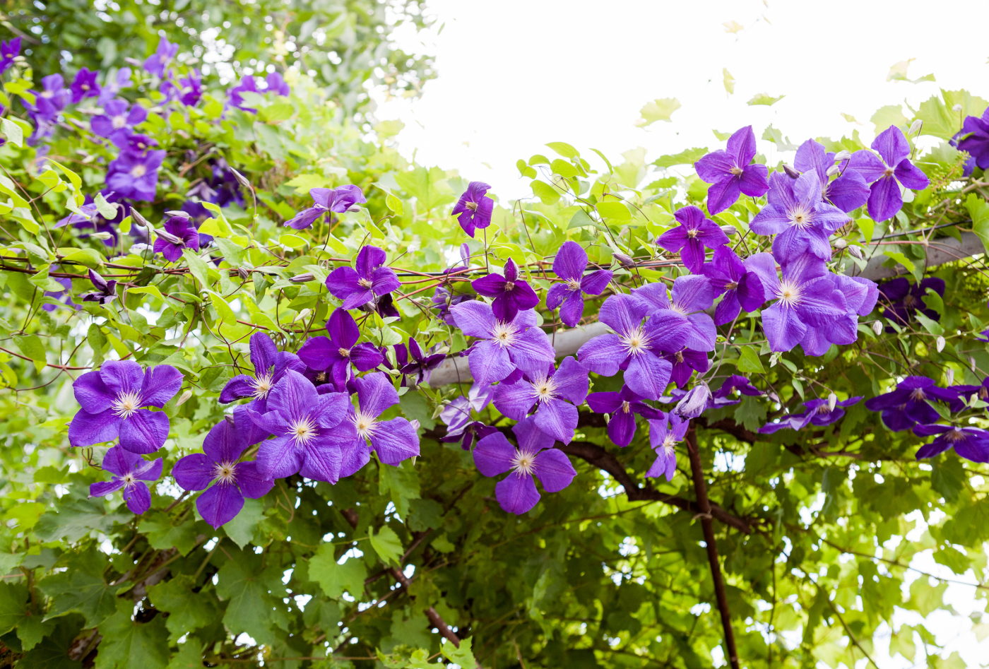 clematis background.jpeg