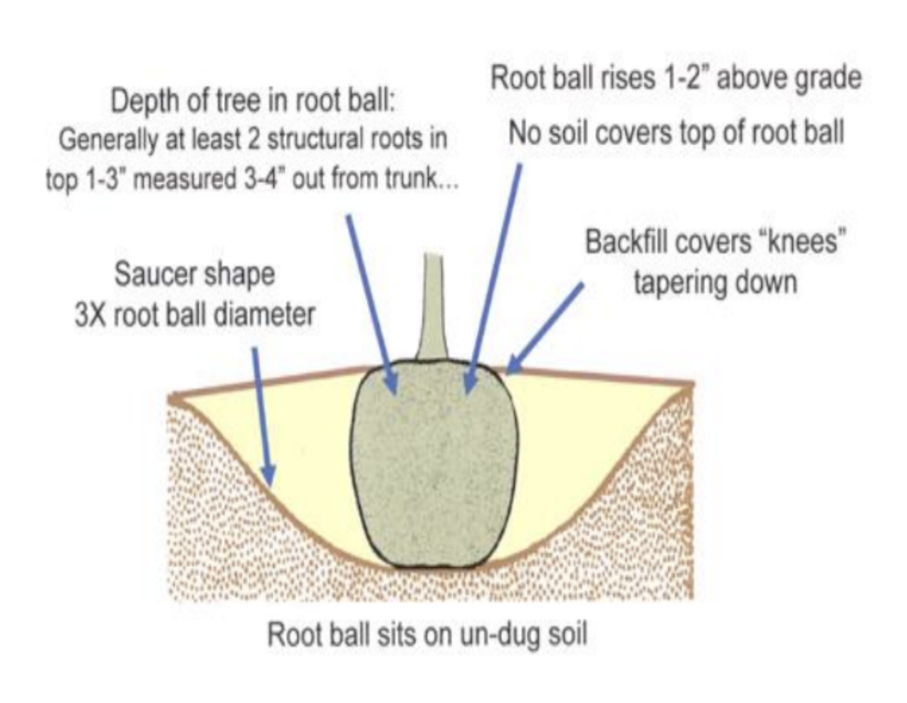 diagram showing proper planting of a tree's rootball